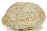 Inflated Fossil Tortoise (Stylemys) - South Dakota #373014-3